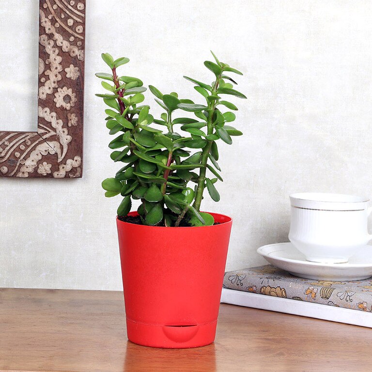 Good Luck Jade Plant With Self Watering Pot